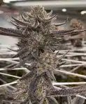 WTR-8.5-weeks